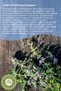 Sharp Healing of Anatolia High Menthol Watermelon Herb, Filiskin, Medical Mint {Mentha Pulegium} |   65Gr - 3