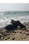 Black Leopard Printed and Non-Slip Sole Pack Sea Shoes - Stretchy Beach and Pool Shoes - Sea Shoes - 4