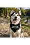 I'm Happy Cat And Dog Collar Scarf Bandana