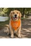 Dog Life Cat and Dog Collar Scarf Bandana