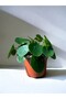 Chinese Money Plant - Holland Pilea Peperomioides With Ceramic Pot