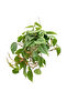 Philodendron Scandens Hanging - 20cm to 30cm