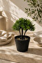 18 cm Artificial Bonsai Tree in a Pot Decorative Desktop Plant – Realistic Green Leaves - 2