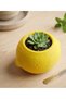Multi-Purpose Decorative Organizer with Lemon Design |   Succulent Cactus Pot, Pen Holder, Makeup Brush Holder - 5