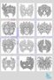 Masks Coloring Book – Special Coloring Book for Adults and Teens - 30 Visuals - 5