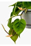 Philodendron Scandens Hanging - 20cm to 30cm - 2