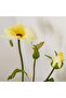 Butterfly Peony Flowers Artificial Spray 17.78x17.78x66.04cm- Yellow - 2