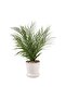 Areca Palm Plant In Ceramic Pot H40.5cm - Green - 3