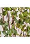 Olea Europaea Tree With Pot H240cm - Green - 2