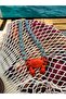 Sunset crab - 2
