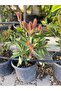 Fırça çalısı callistemon - 3