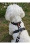 Dog Chest Harness Adjustable for Small & Small Breeds H Type Denim Dark Anthracite - 3