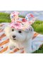 Adjustable summer pet hat, suitable for dogs and cats, with ear openings, breathable sun-protective, perfect small ideal outdoor activities (pink, L). - 5