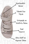 Women's Leather Sandals Thick Lightweight and Comfortable Sole Orthopedic Shoes Comfort Summer Beach Mom - 4