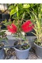 Fırça çalısı callistemon - 2