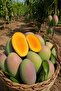 Mango 5 Kg - 4