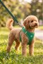 Bnt-A2506 Cat Dog Chest Harness Air Network Green