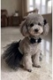 Cat Dog Tutu Skirt and Buckle