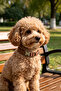 Anti-lost dog collar, breathable and comfortable nylon webbing collar, adjustable anti-breaking pet collar - 3