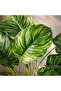 Skye Monstera Artificial Plant H47cm - Green - 2