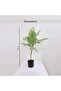 Artificial Jacaranda Tree H59cm - Green - 5