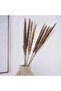 Natural Dried Small Pampas 60cm - Brown And Ivory - 3