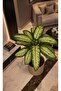 Wicker Flower Pot, Multi-Purpose Wicker Basket, Garden Organizer (18X21) - 3