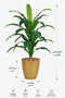 Luxury Artificial Cornus Tree with Long Dense Green Leaves Realistic Design and Modern Gold Touch - 3