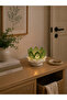 LOTUS GLOW - 2