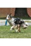 ® Both Educational and Fun Round Light Weighted Dog Frisbee Toy - 3