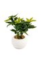 Pachira Plant With Mache Pot H30.5cm - Green - 3
