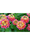 100pcs بذور لانتانا ، عشب دائم نادر - 3