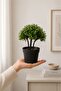 18 cm Artificial Bonsai Tree in a Pot Decorative Desktop Plant – Realistic Green Leaves