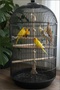 Parrot Climbing Rope 65 cm Diameter 16 mm 100% Natural Cage Toy |   Stress Rope |   Jute Rope - 7