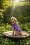 Cat-Dog 100% Cotton Viscose Summer Shirt - Undershirt - Dress - Clothing - 2
