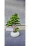 Bonsai ağacı - 3
