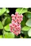 Hoya panchoi D12 - 2