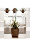 Alexis Willow Planter Dia28xh26cm - Natural - 5