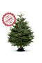 Fresh Premium Christmas Tree With Stand 230cm - 2