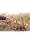 Pruners with Metal Blades and Plastic Handles - 2