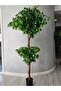 Ficus 180cm - 2