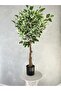Ficus 100cm - 2