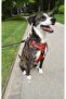 3 Positions Walk Leash Blue - 2