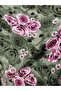 Authentic Village Salwar 100% Cotton Viscose Floral Patterned Comfortable Cut Women's Salwar with Net 38Size 100 kg - 8