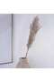 Natural Dried Pampas Grass 110cm - Natural - 3