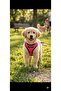 Comfortable Pet Chest Harness Size m