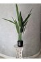 Canna 105cm - 2