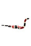 Coral Snake -M - 3