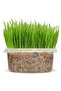 200Gram Cat Grass Seeds for Planting - 2