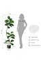 with 1 Piece PE Front Door Decoration Simulation Double Stem Green Oak Leaves Tree - Fashionable, Durable, Green, and Decorative - 8